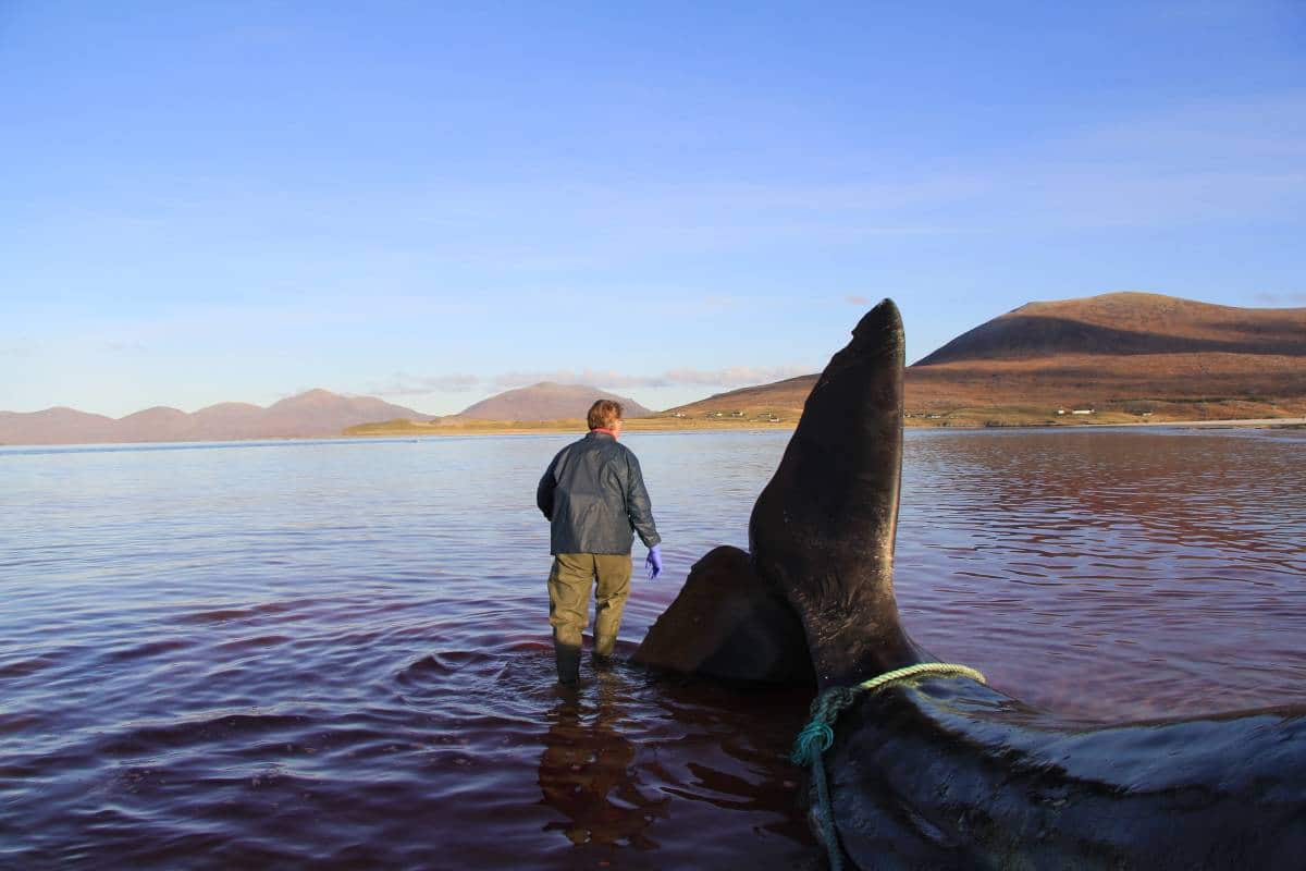 Man stands near stranded whale.