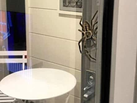 Yikes! Aragog was found on a Mount Coolum patio. 