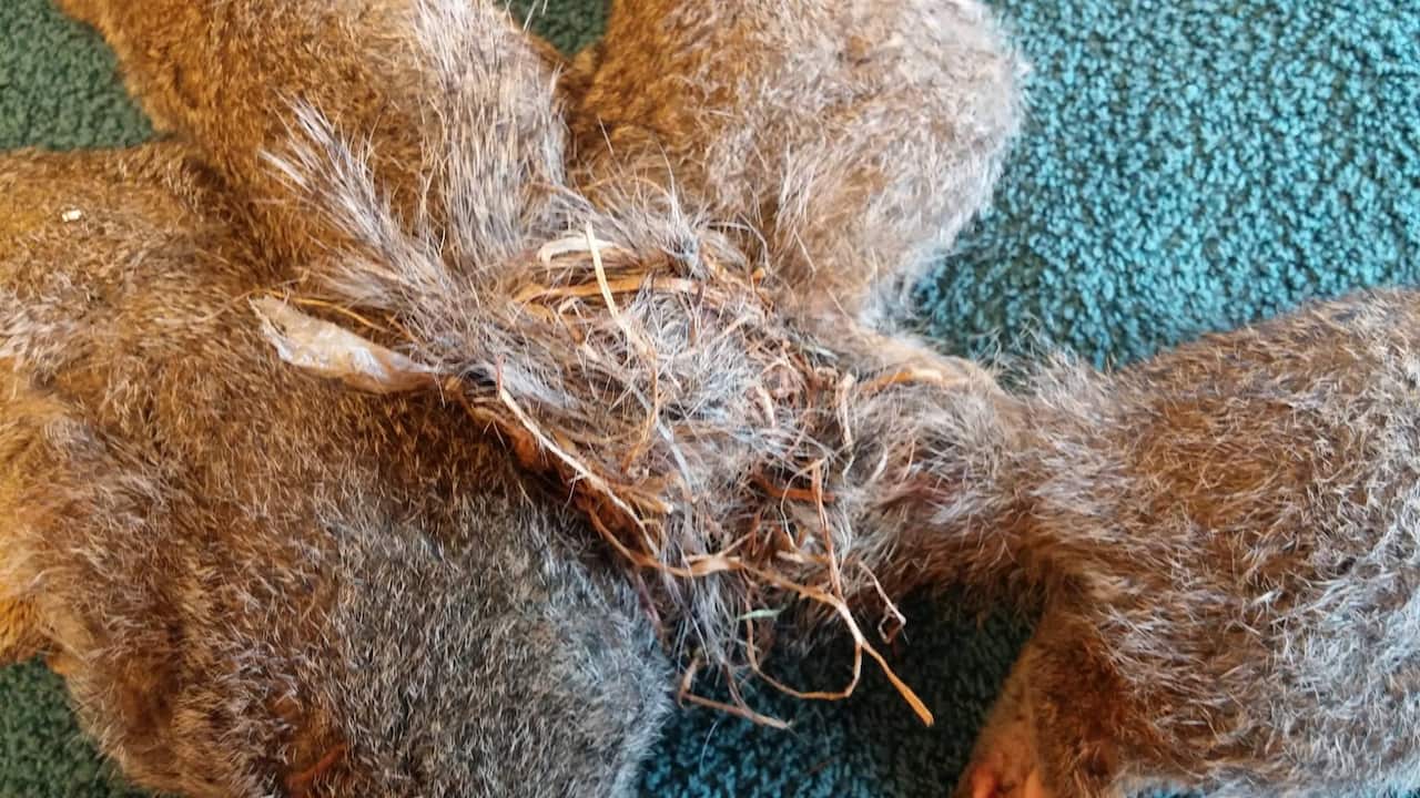 A close-up of the entangled mass of tails