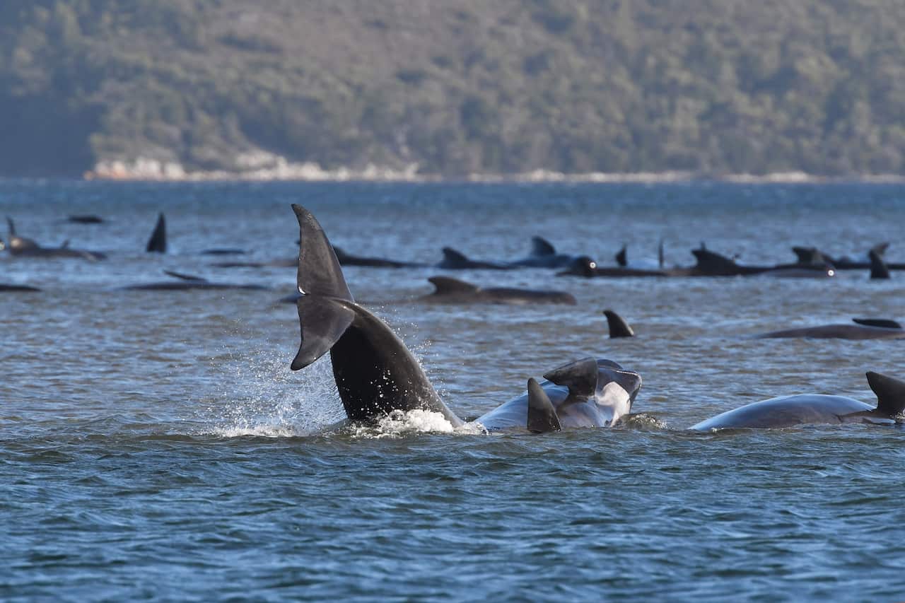 A pod of whales stranded on a sandbar at Macquarie Harbour, Tasmania.