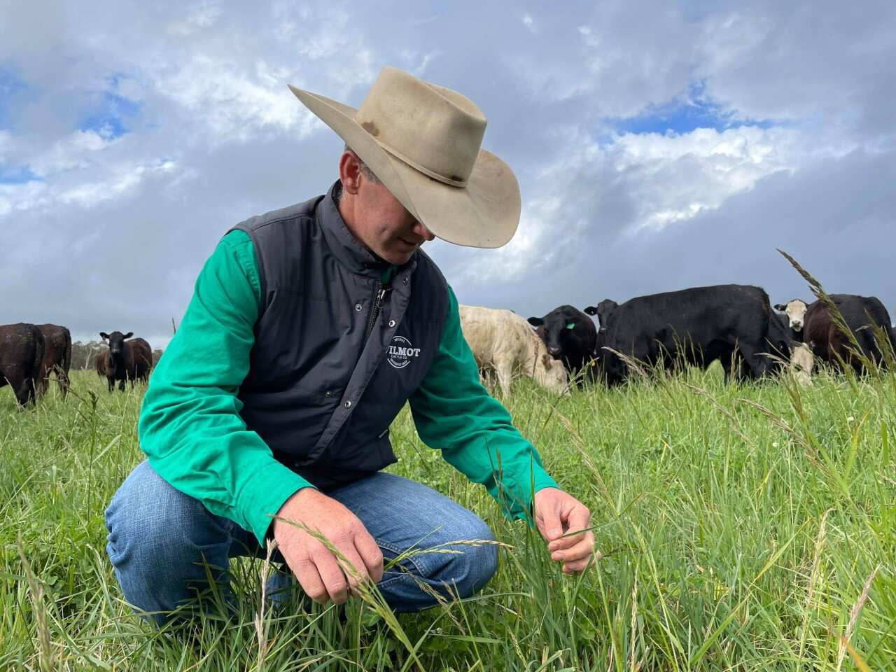 Stuart Austin runs Wilmot Cattle, a beef farming company that spans three properties across north-west NSW.