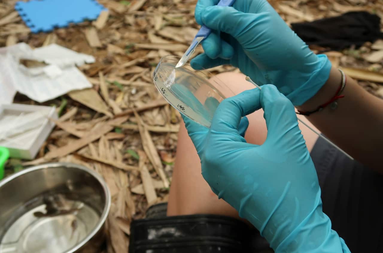 A photo provided by Dirk Schmeller of researchers collecting a sample of the fungus Batrachochytrium dendrobatidis, using a swab taken from an amphibian. 