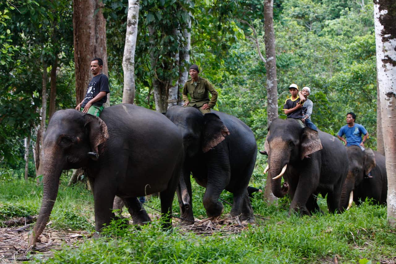sumatra_elephant_1_getty.jpg