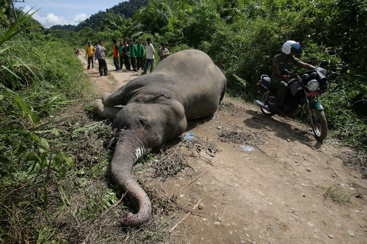 sumatra_elephant_2_getty.jpg