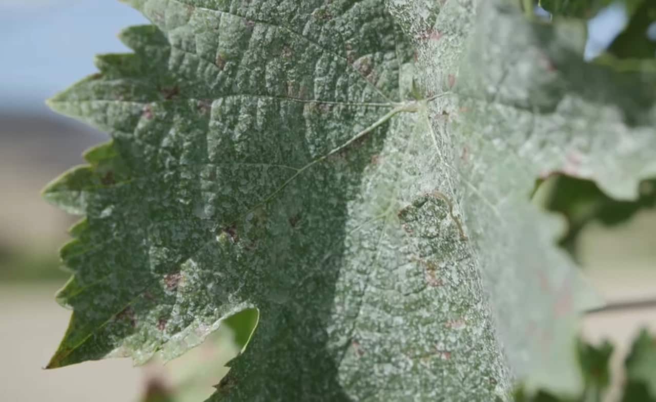 A vine sprayed with sunscreen