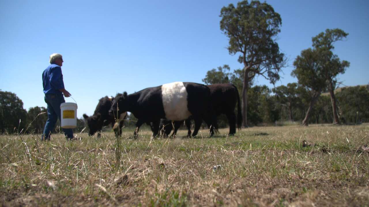 Allen Snaith feeding the Belted Galloways.