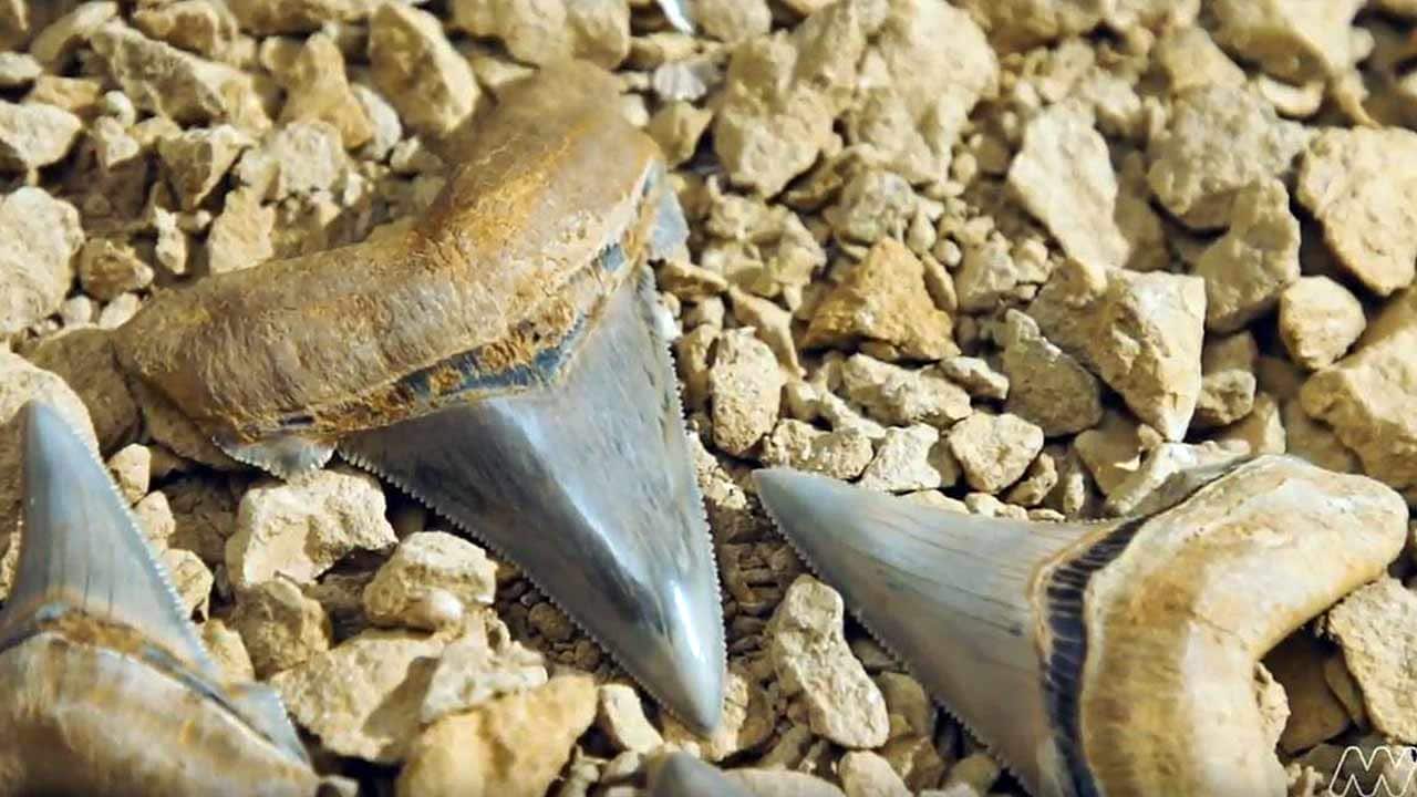The perfect set of shark teeth were found by a skilled fossil finder on Victoria's coast.