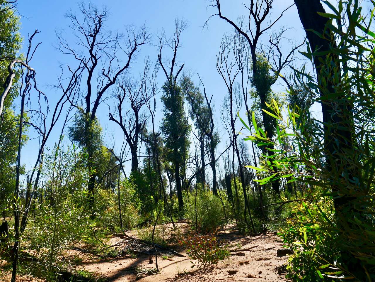 Pilliga Forest