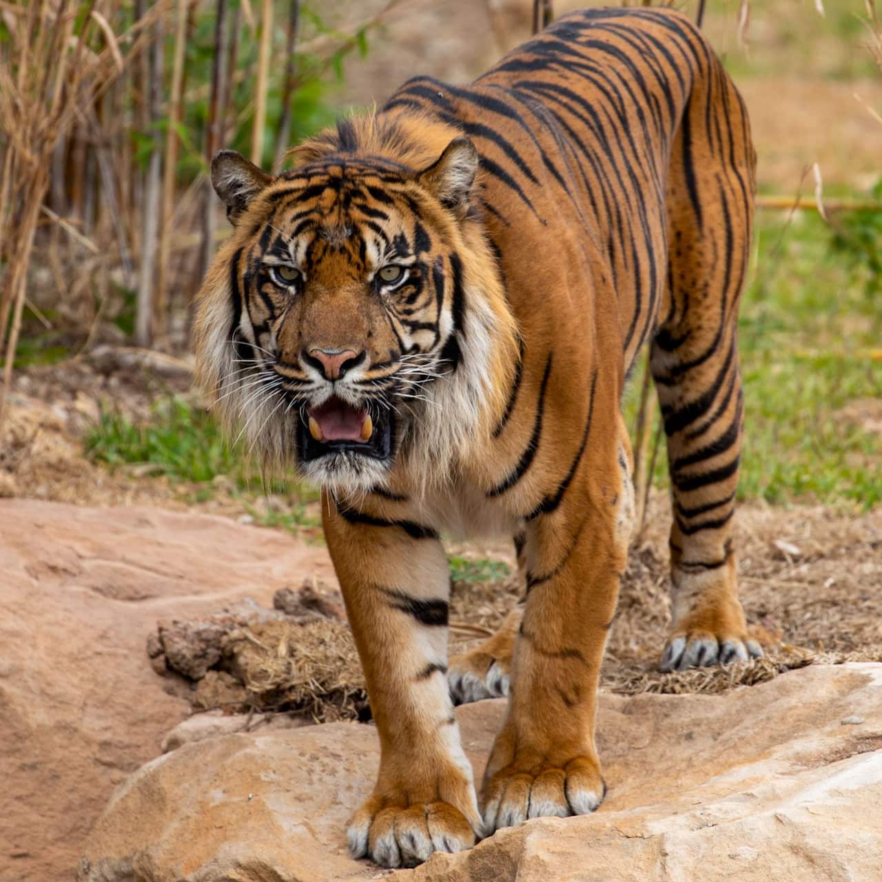 Sydney Zoo has several tigers on loan from Dreamworld.