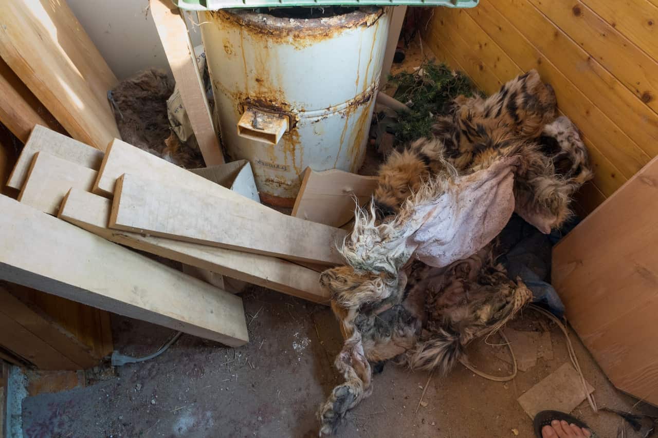 Tiger skins found during the raid.