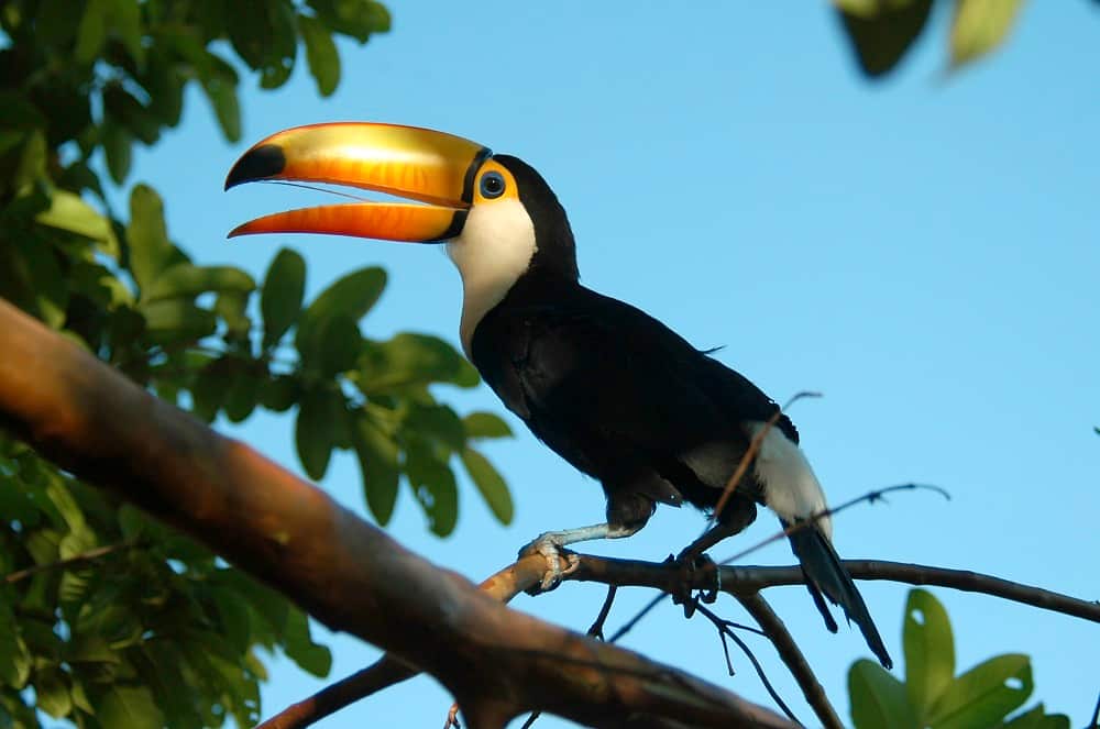 Undated handout photo issued by WWF of Toco Toucan in Bolivian Pantanal, Bolivia. 