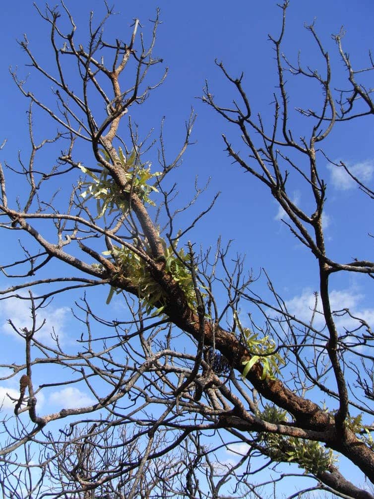 Some species are able to resprout from blackened stems following a fire.