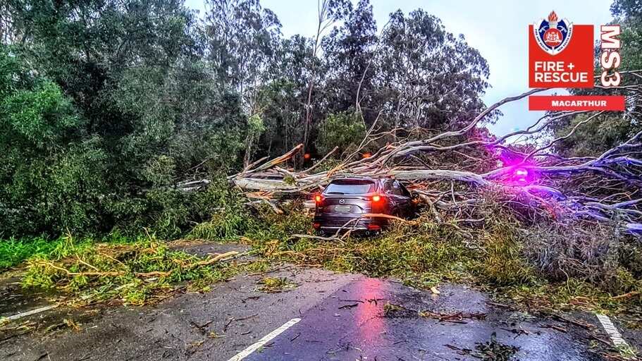 A driver sustained minor injuries after a large tree fell on top of a car in Sydney's strong wind conditions.