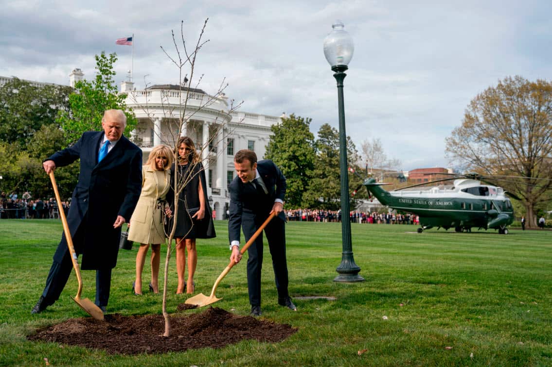 The tree that US President Donald Trump and French President Emmanuel Macron planted last week has disappeared.