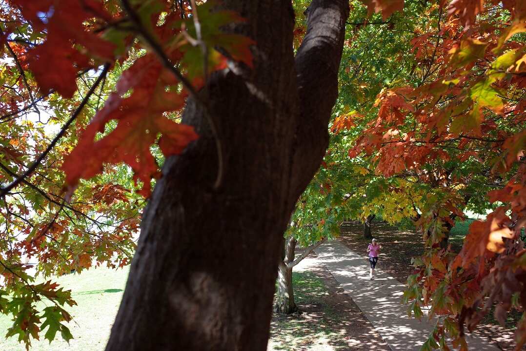 Planting trees is one way to offset carbon emissions.