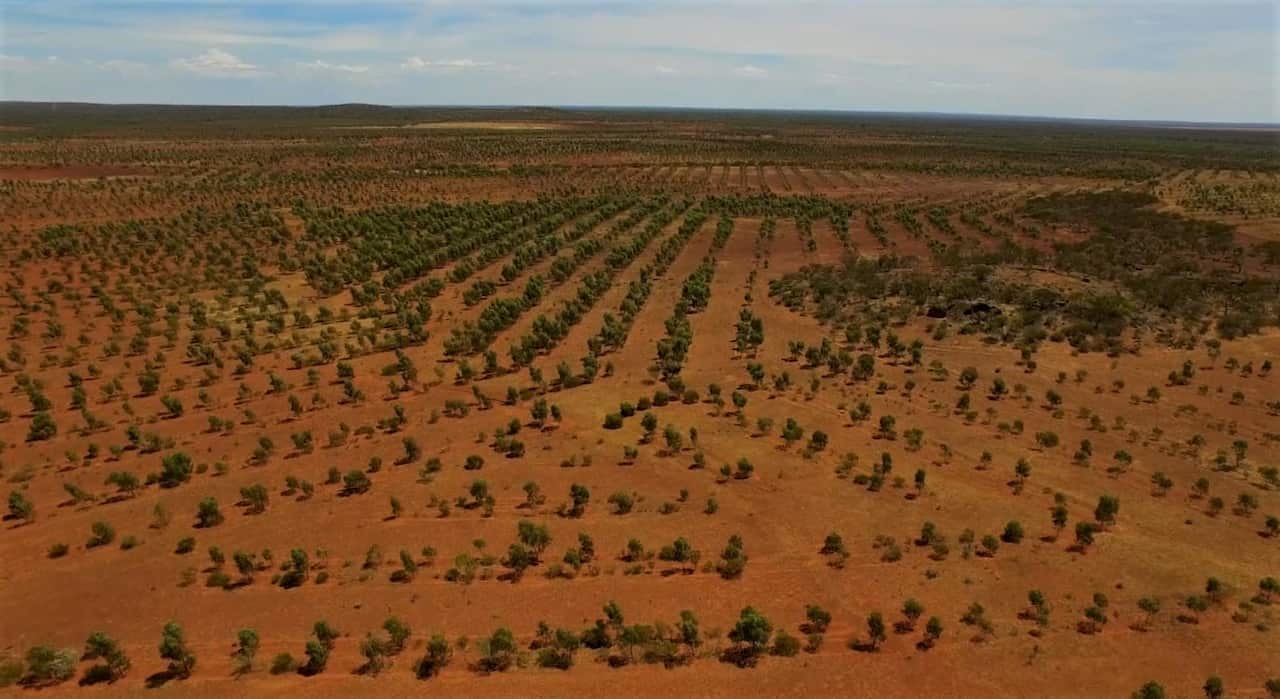 Austral tree planting north of Perth