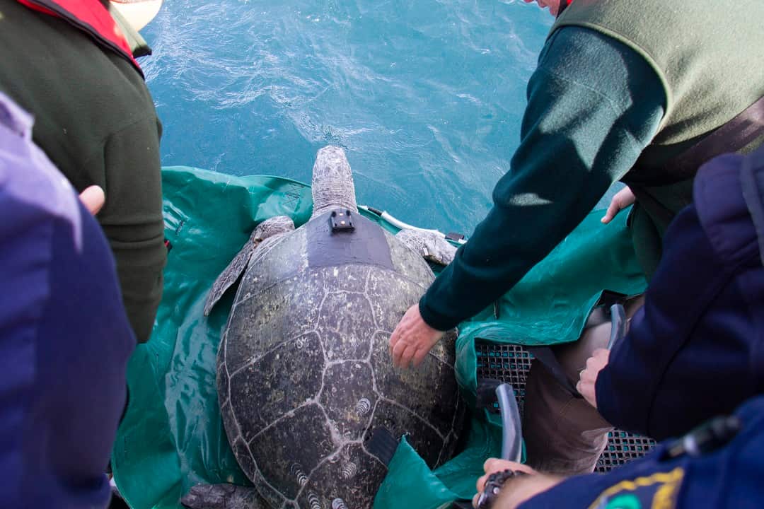 Taronga has released a 100kg male Green Turtle named Jervis and a small Green Turtle named Wanda in Sydney.
