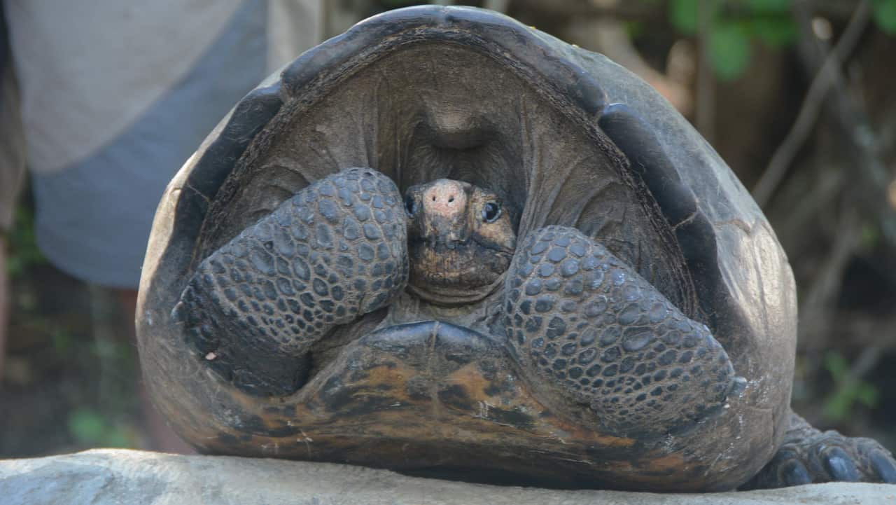The adult female turtle found on Fernandina Island weighs 20 kilos.  