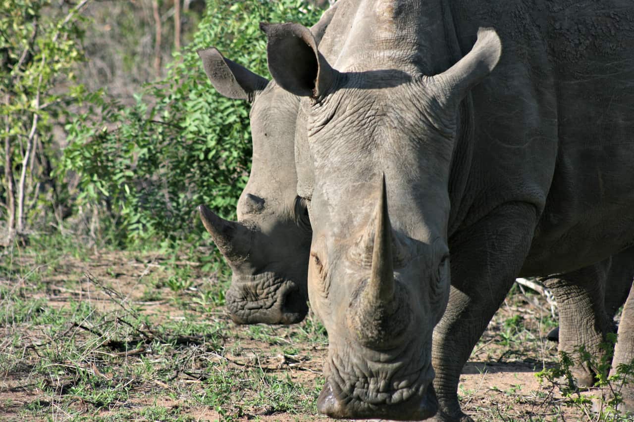Two rhinos