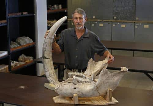 stegomastodon