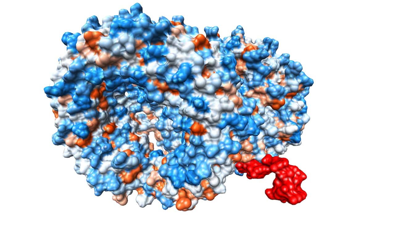 Computer simulation of synthetic oligonucleotide drug depicted in red designed by artificial intelligence, here shown binding to its human immune receptor.