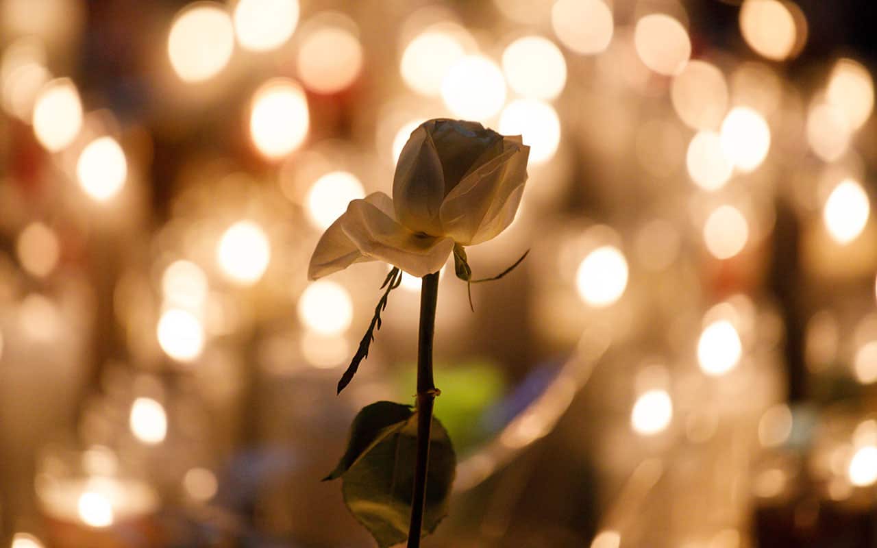 A single white rose is illuminated by dozens of candles at a makeshift memorial on the Las Vegas Strip for the victims of a mass shooting in Las Vegas