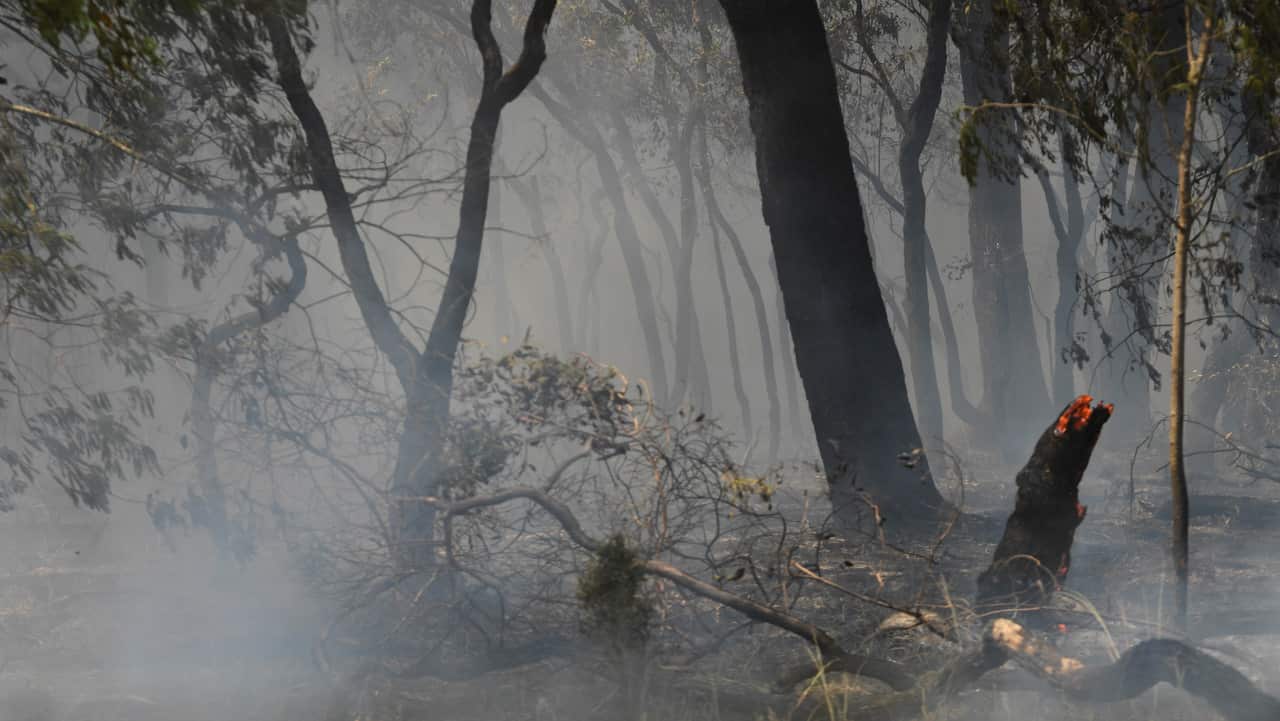 Smouldering trees are seen in the Bunyip State Park, Victoria.