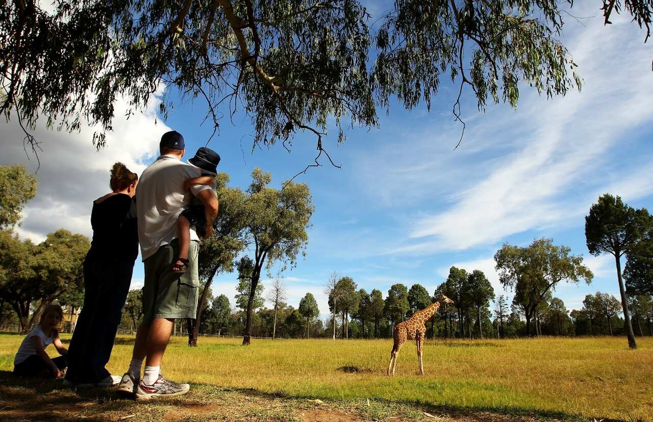 A file image of vistors watching giraffes at Taronga Western Plains Zoo (Getty)