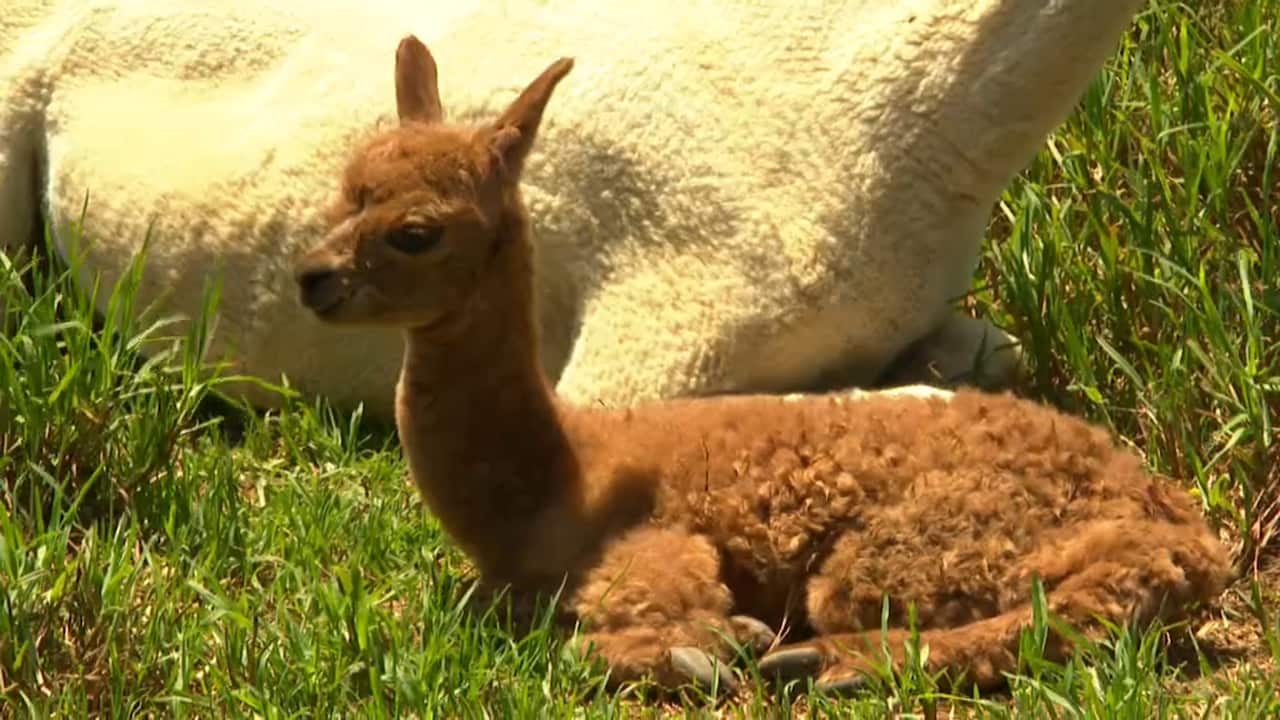 With 73 alpacas on site, forward planning was essential as bushfires moved in. 