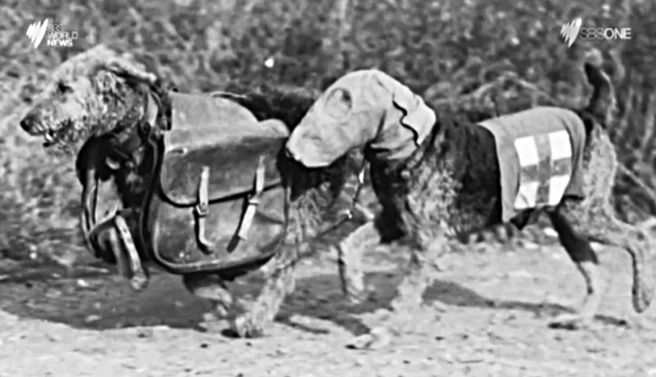 Dogs recruited into World War I.