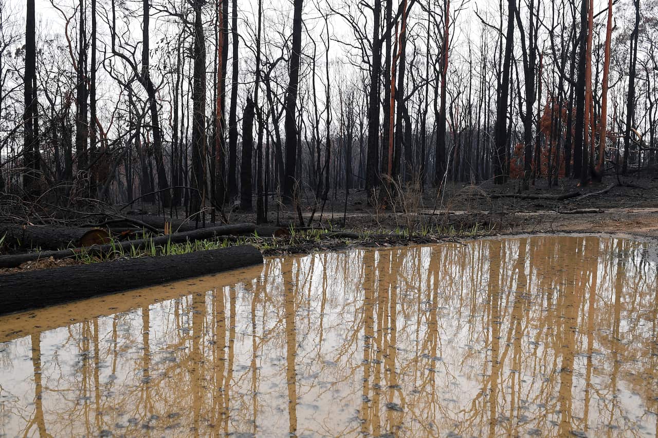 Burnt out bushland near Bilpin, in the Blue Mountains, has received a large amount of rain. 