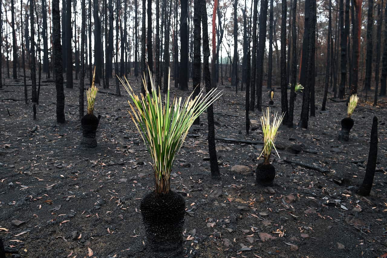 New shoots pop up in burnt bush in the Blue Mountains. 