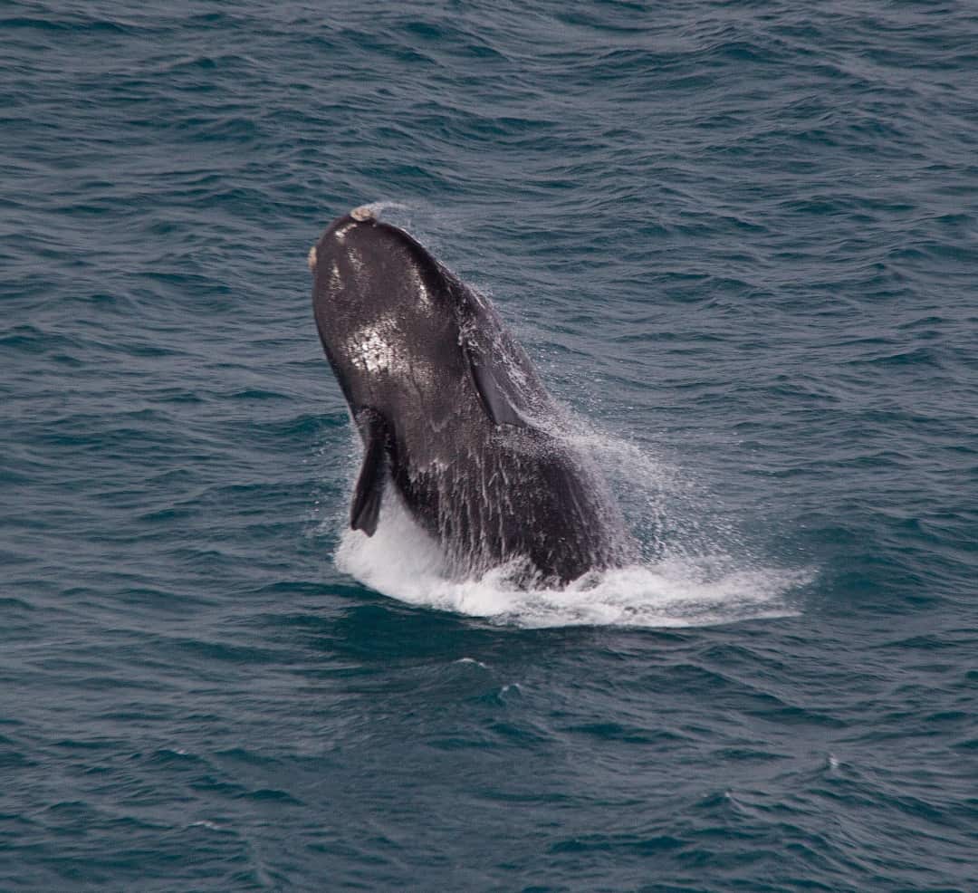 Greenpeace Australia Pacific condemns the decision by the Japanese Government to withdraw from IWC to resume commercial whaling.