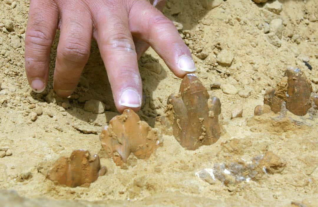 Iyad Zalmout, a Jordanian palaeontologist points to the teeth of a 40 million year old carnivorous whale.