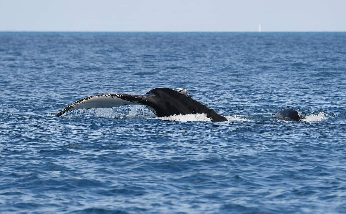 (File) A man had a lucky escape after his boat collided with a whale.