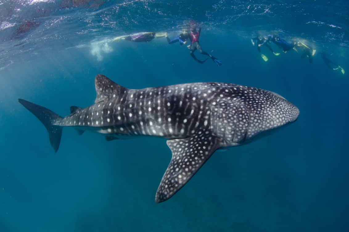 Divers swim with a whale shark.