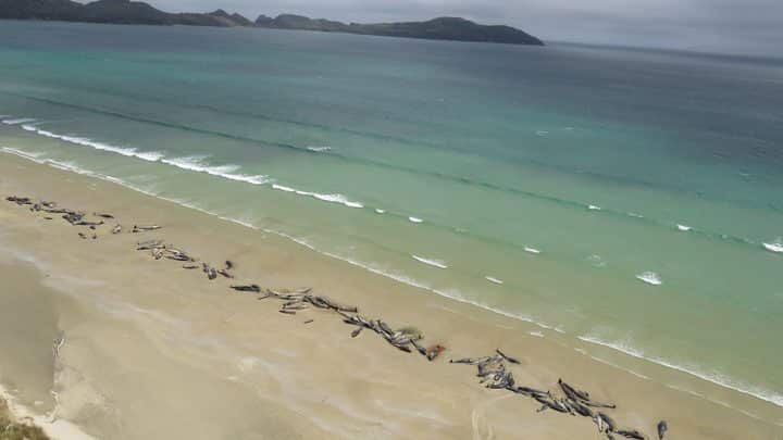 The mass whale stranding on Stewart Island, off the south coast of New Zealand's south island.