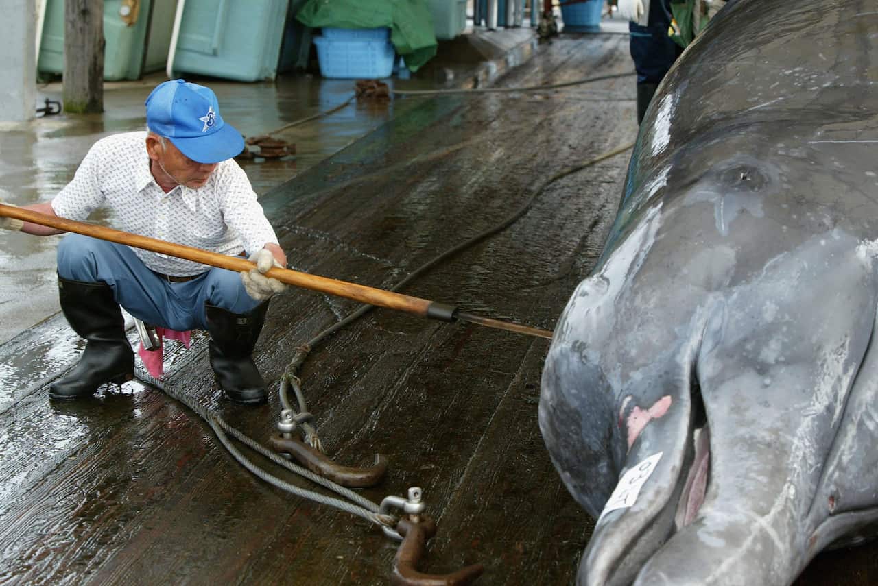 Commercial whaling employs about 300 people in Japan.