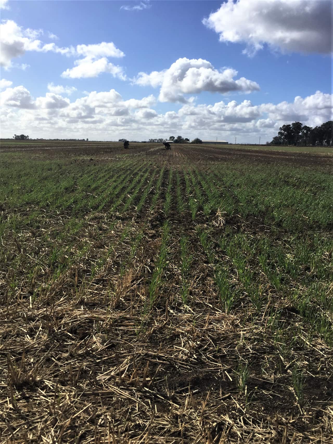 The Riverina wheat crop is just emerging.