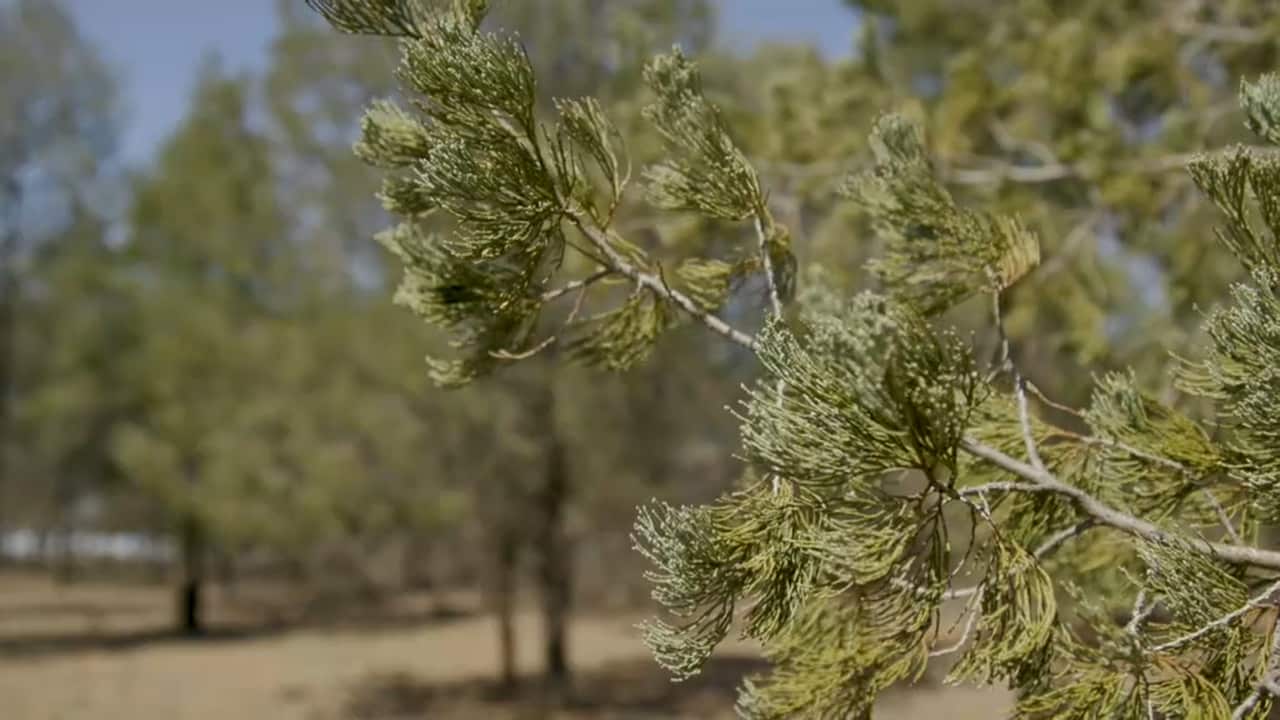 White Cypress is a native tree species, that can become invasive if not managed.
