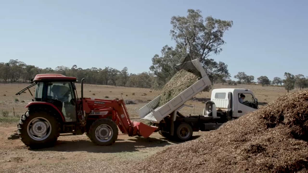 White Cypress branches are chipped to allow the oil to be extracted by steam.