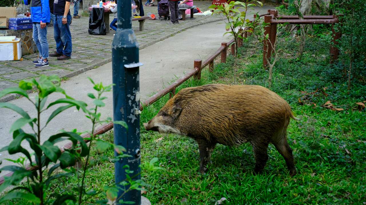 A wild boar scavenges for food while local residents watch at a Country Park in Hong Kong on 13/1/19.