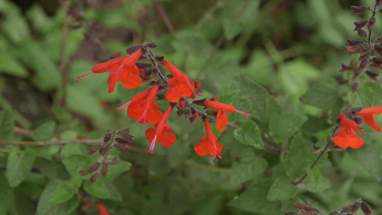 Pineapple sage, a flower that's common along the hinterland regions.