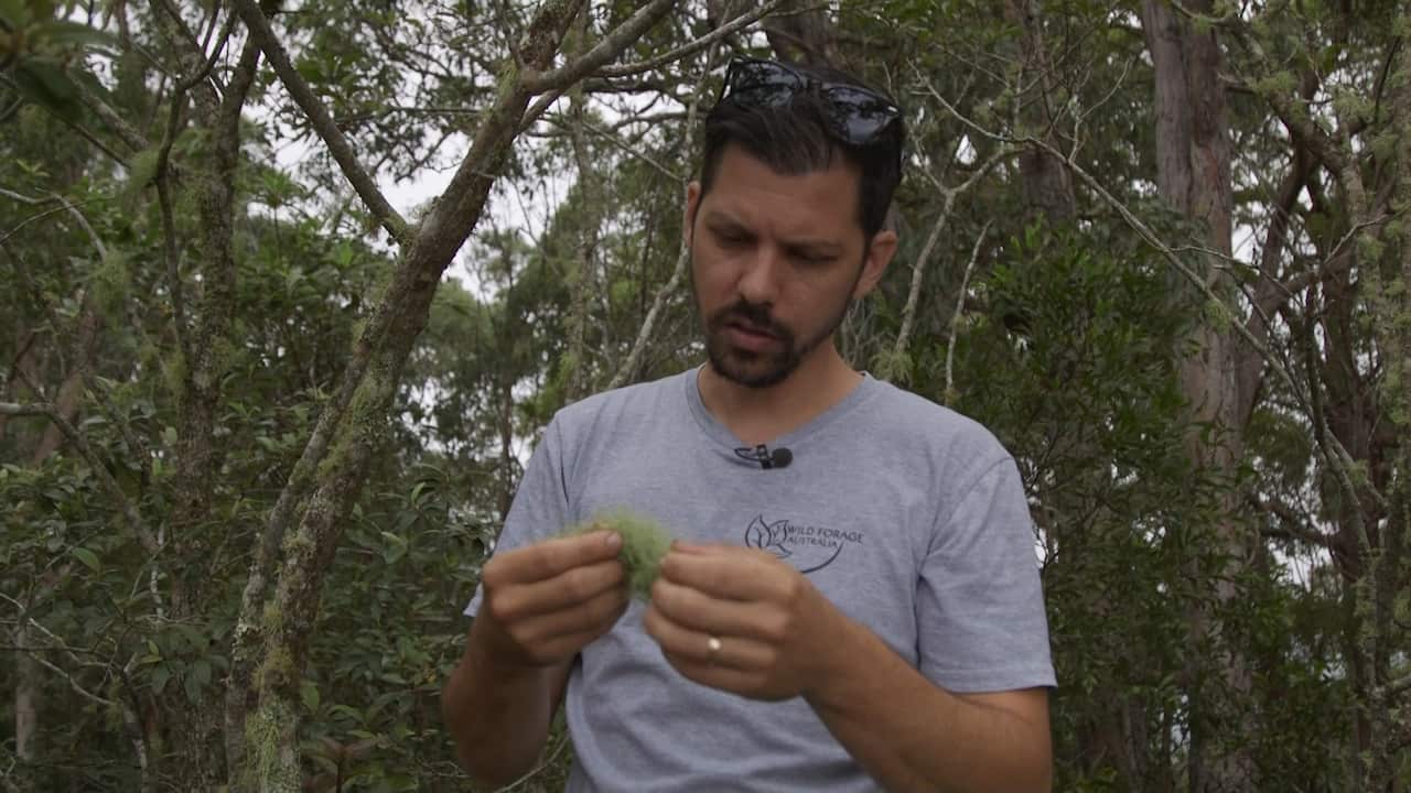 Nick picks old man's beard, a plant that is toxic until cooked.