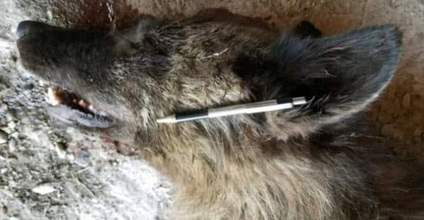 The carcass has been sent off for DNA testing