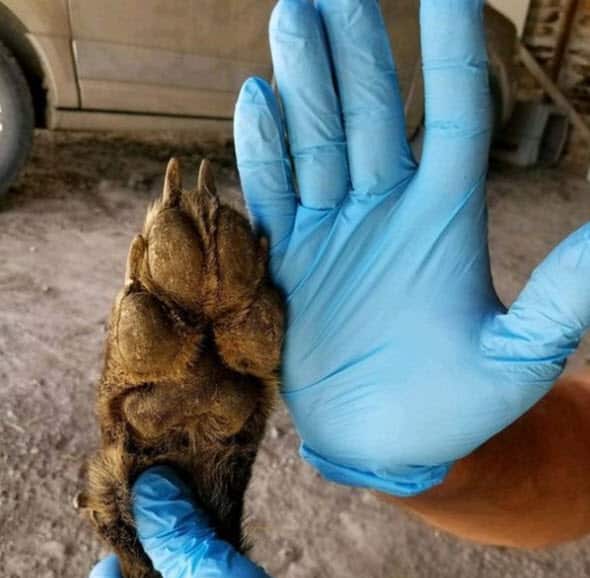 Experts say its front paws too small to be a wolf.