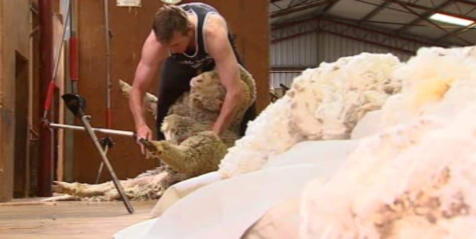 Sheep shearing at Woolaroo Merino Stud, north of Canberra.