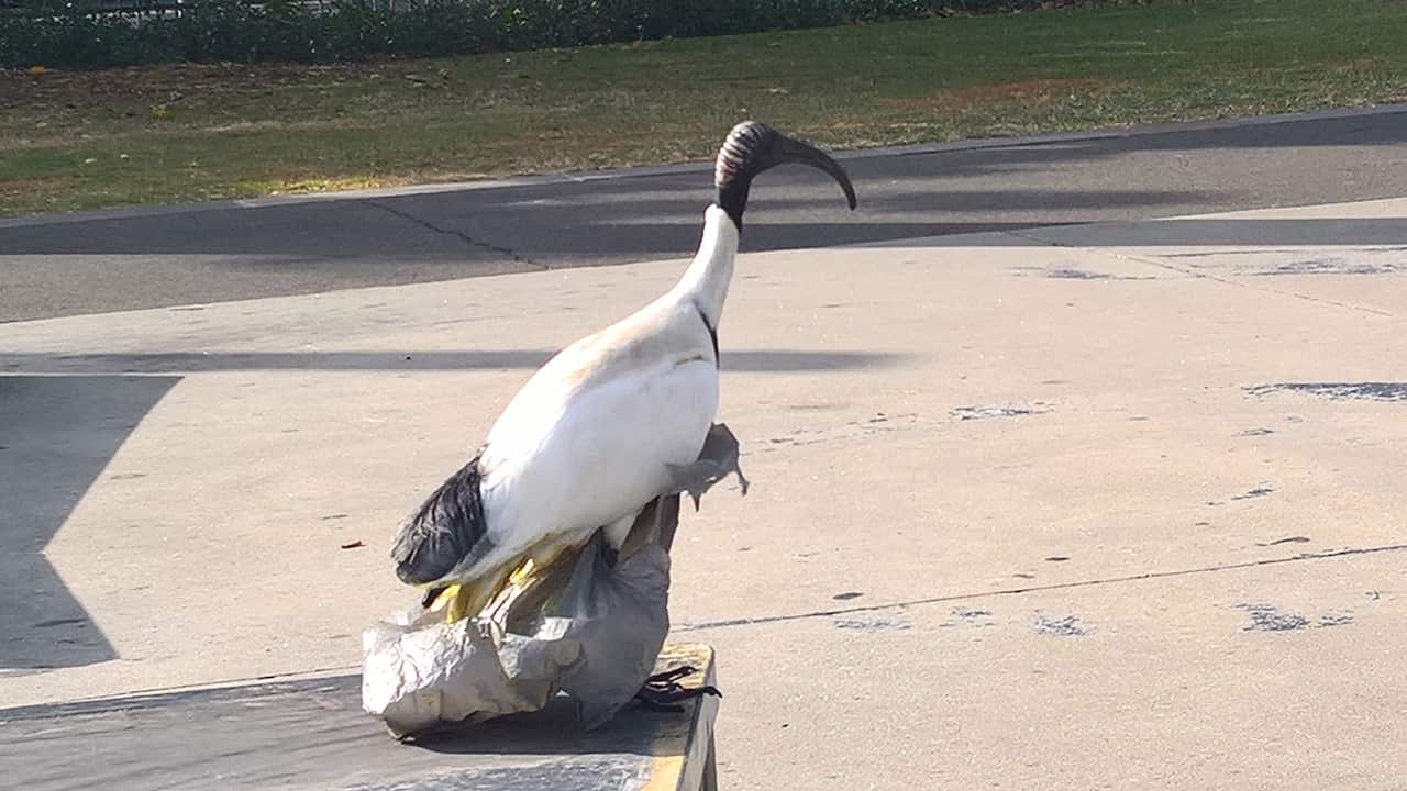 An ibis trapped in a plastic bag in Australia.