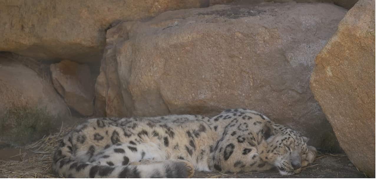 The Stones have imported exotic animals to constantly provide new attractions for visitors.