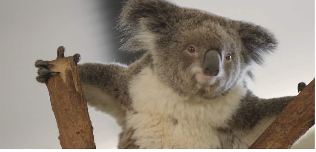 Billabong Zoo is renowned for its koala breeding program.